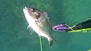 Strategy Paid Off fishing underwater scubadiving fish spearfishing pesca ocean sea malta [upl. by Fachini162]