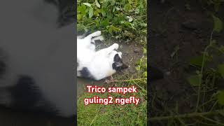 Catgrass yang buat trico ngefly gini [upl. by Yliab]