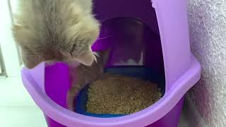 A little kitten goes to the litter box for the first time under the supervision of a cat [upl. by Yevad30]