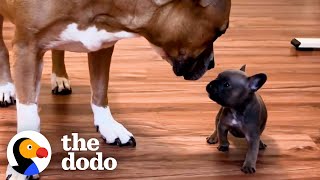 French Bulldog Puppy Is Raised By Kittens  The Dodo [upl. by Amol]