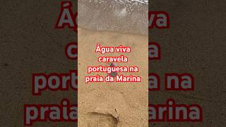 Água Viva Caravela Portuguesa na praia da Marina Búzios 301024 [upl. by Ecnerat]