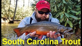 How to Catch Trout in South Carolina [upl. by Annaul]