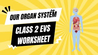 Class 2 EVS Worksheet Chapter 2 Our Organ System worldofworksheetswow8570 [upl. by Atsilac]