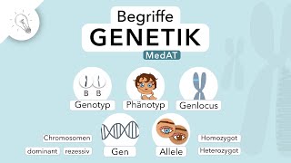 Genetik Begriffe einfach erklärt  MedAT  Biologie [upl. by Enowtna978]