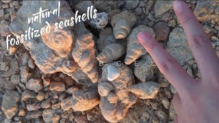 A bunch of fossilized seashells [upl. by Sualokcin]