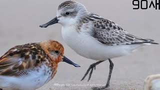 【90초 새 이야기】▶넓적부리도요  여름깃과 겨울깃 SpoonBilled Sandpiper  Summer Plumage and Winter Plumage [upl. by Ivel996]