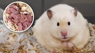 My Hamster Had 12 Babies Guess Their Colours [upl. by Silvers]