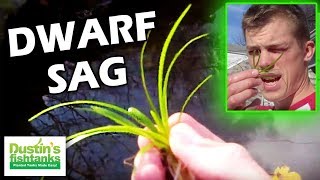 How to grow foreground plants Dwarf Sag Species Sunday [upl. by Ellehsar]