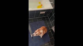 Memories Puppy First Bath dog puppy doglover [upl. by Oinoitna853]