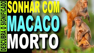 🔥 SONHAR COM MACACO MORTO O QUE SIGNIFICA SONHAR COM MACACO PRETO PEQUENO ATACANDO FILHOTE [upl. by Pampuch302]