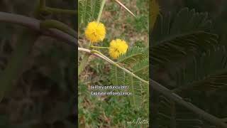 Plant for Herbarium44 Acacia nilotica wenature6640 check the description [upl. by Gretel]