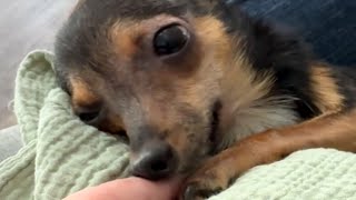 Disabled dog has sweetest response when mom says I love you [upl. by Honan129]