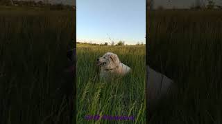 MaremmanoAbruzzese Sheepdog in the meadowМаремма на лугу [upl. by Onailerua]