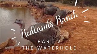 We built a waterhole for wildlife photography and its looking good  Redlands Ranch Part 2 [upl. by Hallee628]