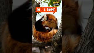 Incredible Red Panda Facts That Will Blow Your Mind 🤯 animalwonders [upl. by Arratal]