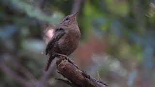 Pacific Wren Troglodytes pacificus singing [upl. by Arte]