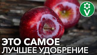 От ЭТОЙ подкормки яблони будут ломиться от урожая Подкормка яблони дрожжами [upl. by Artaed]