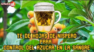 Té de Hojas de Níspero para Control del Azúcar en la Sangre [upl. by Sharia]