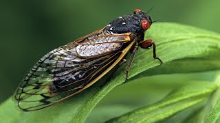 Dark night Cicadas and frog satisfying sound [upl. by Muraida977]