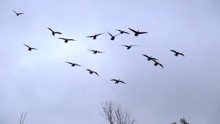 Epic decoying while Canada Goose hunting in NY at Eastern View Outfitters [upl. by Ggerc21]