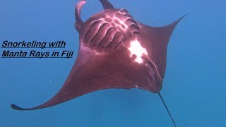 Snorkeling with Manta Rays in Fiji 4k [upl. by Atsillac272]