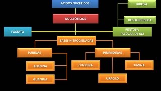 Ácidos Nucleicos Estructura química fundamental [upl. by Ednew964]