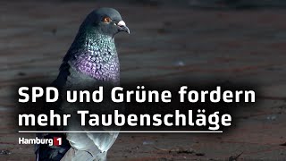 350000 Euro jährlich SPD und Grüne fordern mehr Taubenschläge [upl. by Ainoyek]