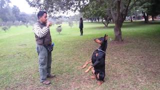 Adiestramiento canino avanzado [upl. by Zingale]