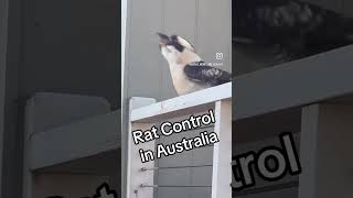 Only in Australia aus australia funny australias memes growth funnymemes funnyimages aussie [upl. by Beale]