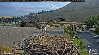 81424 80853 Antali jumpedflew to edge of nest slipped off fledged [upl. by Ephrem]