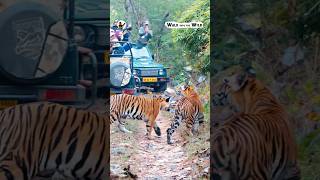 Panna Tigers shorts walkintothewild tiger apurvaraj wildlife [upl. by Ha]