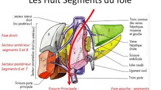 foie et voies biliaires 2 partie 2 [upl. by Akcirred]