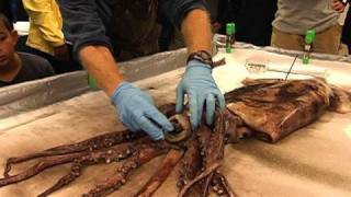 Dissecting the Humboldt Squid [upl. by Macy]