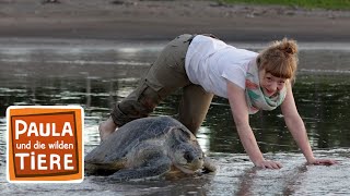 Wie Schildkröten Eier legen  Reportage für Kinder  Paula und die wilden Tiere [upl. by Purdum]