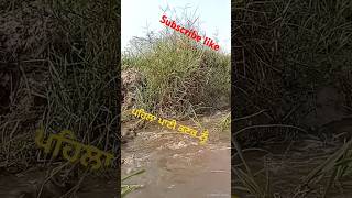 Pehla Pani Kanak nusubscribeshortvideo [upl. by Haveman]