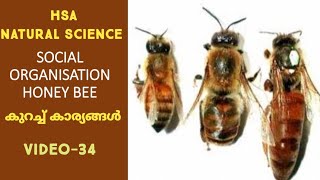 SOCIAL ORGANISATION OF HONEY BEE HSA NATURAL SCIENCE [upl. by Nwahsud]