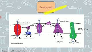 Electron Transport Chain Oxidative Phosphorylation [upl. by Secnirp]