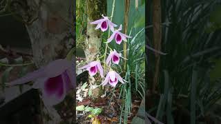 Beautiful Vesak orchid  Dendrobium maccarthiae [upl. by Evers]