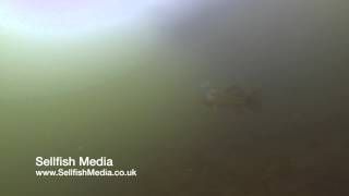 Northern Pike Underwater  Catfish Attack [upl. by Yvette7]