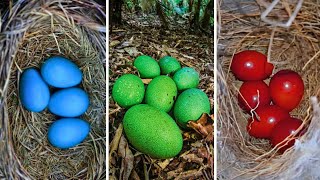 ¡LOS 20 HUEVOS DE AVES MÁS INCREÍBLES DEL MUNDO [upl. by Nahk]