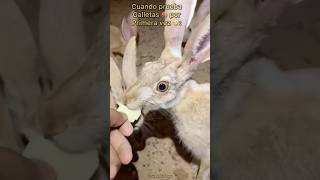 Liebre Comiendo Galletas 🍪🐇 Final inesperado 🤣🤣🤣 [upl. by Ittocs860]