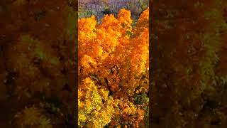 Flying Around Stunning Yellow Tree Fall Tour autumn nature fall fallview fallphotography [upl. by Nahej]