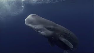 Sperm Whales Dealing  With The Unexpected  Wildlife Documentary [upl. by Amek]