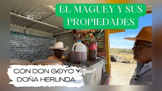 EL MAGUEY Y SUS PROPIEDADES [upl. by Purse952]