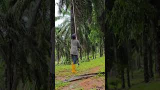 Palm hervesting work viralshort palmoil farming hervesting ytshorts viral malaysia new [upl. by Giraud666]