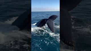 WOW 🤩🐋✨ Humpback Whale mugging made for an unforgettable trip for our passengers this week [upl. by Zephan709]