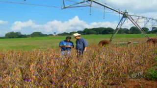 Curiosidades Engenheiro Agrônomo Profissão [upl. by Darius286]