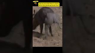 These Animals got Drunk from eating Marula fruit 😅 shorts [upl. by Candie]