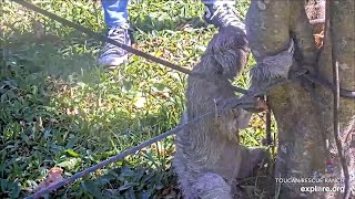 The three toed sloth with the amputation is named Shanks  040124  SlothTV via exploreorg [upl. by Neirol]