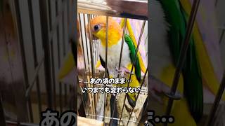 頭の色が変わっても、アピール方法は変わらない…【シロハラインコ】 shorts シロハラインコ caique [upl. by Idou]